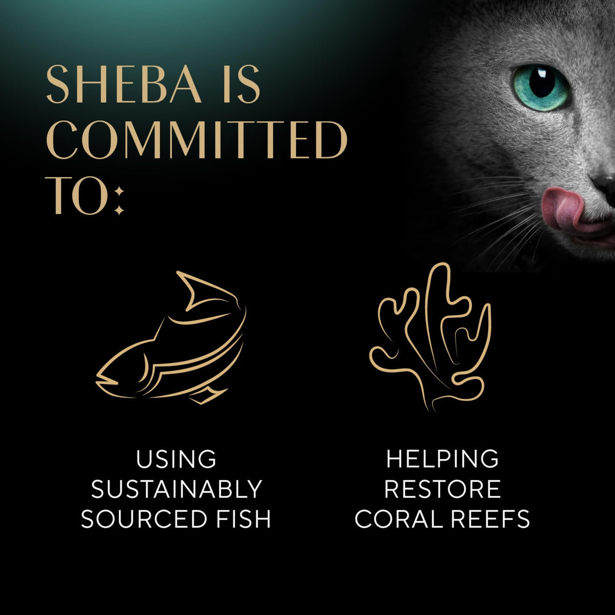 Sheba Perfect Portions Cuts Gravy  Cat Food Variety 24 Twin Packs - EXPIRES 05/2026!