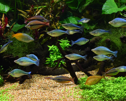 Seachem Pristine 2 L Water Treatment for Freshwater & Marine Aquariums - NEW!